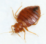 Bedbugs