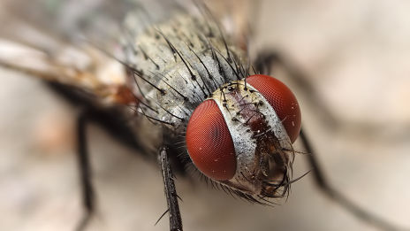 Flies control