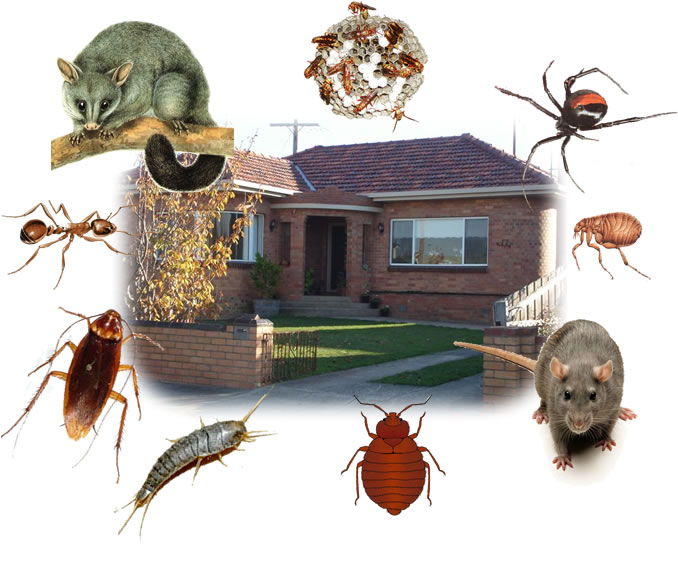 Home pest control