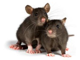 Rodents