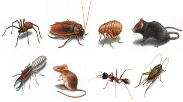 Types of pest